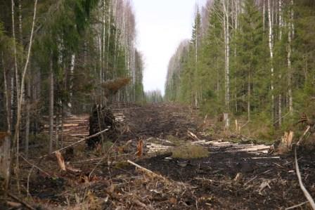 Закончен первый этап проекта Леса Вологодчины: устройство лесозаготовок