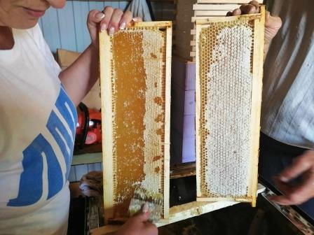 «Из Германии к нам приехали пчёлы с абсолютным миролюбием». Российские пчеловоды на пути от хобби к индустрии