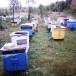Подготовка монографии «Рой и улья: краткая история российского пчеловодства»