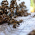 Промысел на пчелах