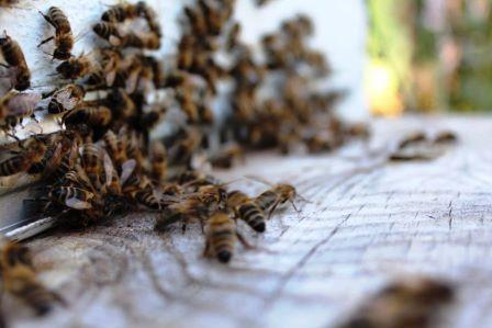 Проект Промысел на пчелах