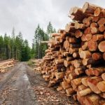 Леса Вологодчины: устройство лесозаготовок